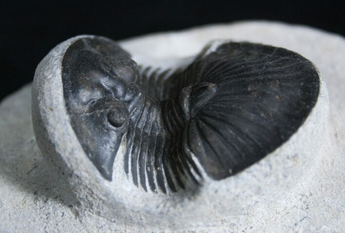 Platyscutellum Trilobite From Morocco #2006